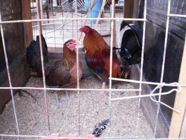 sweder gallina hacht